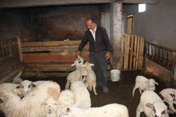İnternetten satmak istediği koyunlarını dolandırıcılara kaptırdı
