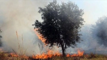 İsrail'in Lübnan'ın güneyine saldırıları sonucu 40 bin zeytin ağacı tamamen yandı