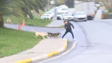 İstanbul'da başıboş köpek dehşeti! Yoldan geçenlere saldırdı