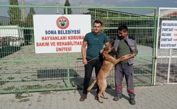 İzmir’de kaybolan köpek Soma’da sokakta bulundu
