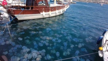 İzmir Foça’da denizanası istilası
