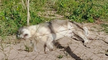 İzmir'in Dikili ilçesinde vahşet. Köpekleri zehirli sosisle öldürdüler