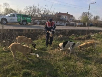 Jandarma sokak hayvanlarını elleriyle besledi
