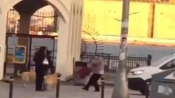 Kadıköy'de başıboş köpek dehşeti: Yaşlı kadına saldırdılar!