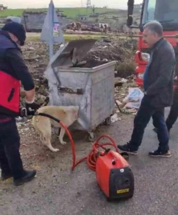 Kafası çöp konteynerine sıkışan köpek kurtarıldı
