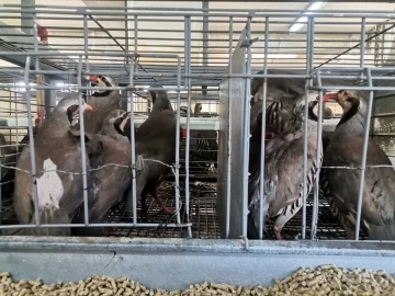 Kahramanmaraş’ta 10 bin kınalı keklik üretildi
