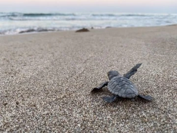 Kaplumbağa yuvalama alanı 25 sahilde gece yasağı