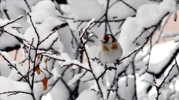 Kar Yağışı Erzurum, Kars ve Ardahan'i Beyaza Bürüdü