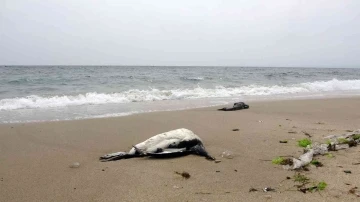 Karadeniz’de kuş ölümleri devam ediyor
