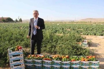 Karaman’ın Ayrancı ilçesinde halk salatalık ve domatesin kilosunu 1 liradan alıyor
