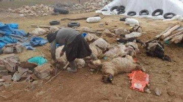 Karaman’da çatısı çöken ahırdaki 20 koyun telef oldu