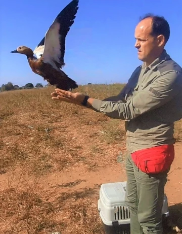 Karayolundan kurtarılan angıt kuşu yeniden doğaya salındı
