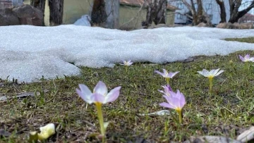 Karlıova’da kardelenler çiçek açtı
