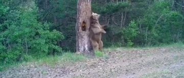 Kars’ta boz ayıların ormanda dansı fotokapana yansıdı
