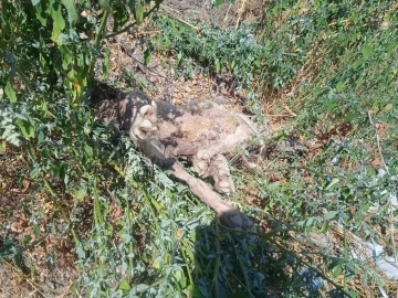 Kayıp çoban köpeği, vurulmuş halde ölü bulundu
