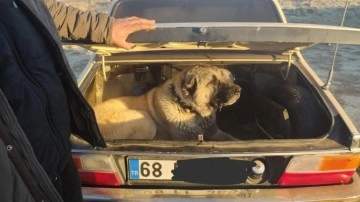 Kayseri'de köpek dövüştüren 37 kişiye ceza yağdı!