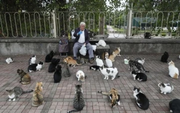 'Kedilerin babası', her sabah 700 kediye mama taşıyor
