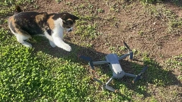 Kedinin dron ile oyunu gülümsetti
