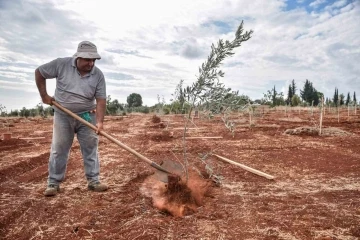 Kepez’e 30 bin zeytin fidanı dikilmesi planlanıyor
