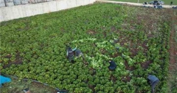 Kilis’te depremden sonra marul ve maydanoz hasadı başladı