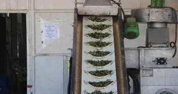 Kilis'te zeytinyağı fabrikaları tam kapasite çalışıyor