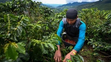 Kolombiya'da yoksul çiftçilere toprak dağıtılacak