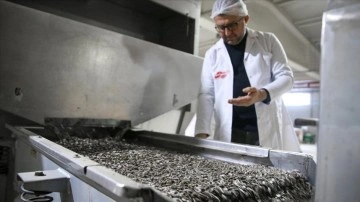 Konya'da Çiftçilerin Tercihi: Çerezlik Ayçiçeği Üretimi