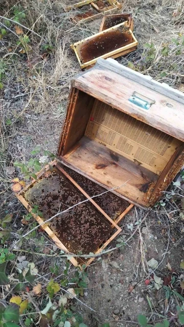 Köye inen ayı, arı kovanlarını parçaladı

