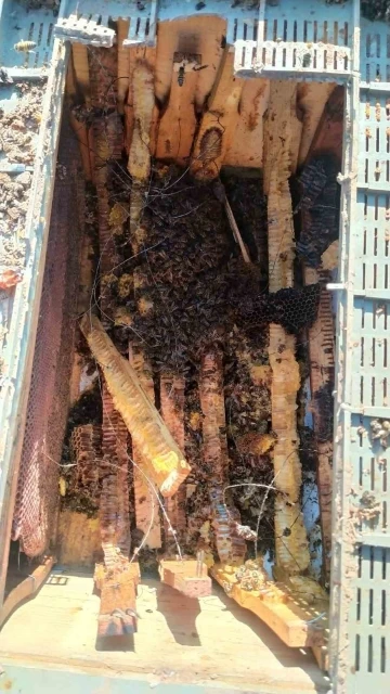 Köye inen ayılar arı kovanlarını parçaladı
