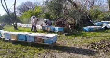 Kozan’daki arı ölümlerine 4 hastalık neden olmuş