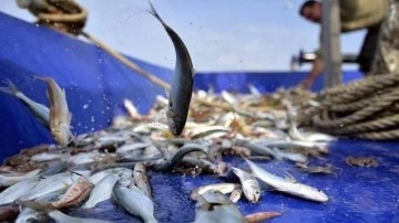 Küçük ölçekli balıkçılara destek ödemeleri artırıldı