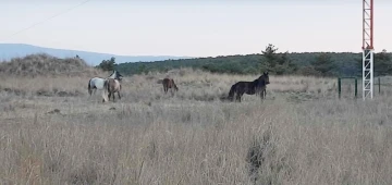 Kütahya’da yabani atlar görüntülendi
