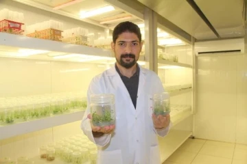 Laboratuvarda hastalığa ve kuraklığa dayanıklı bitkiler klonlanıyor