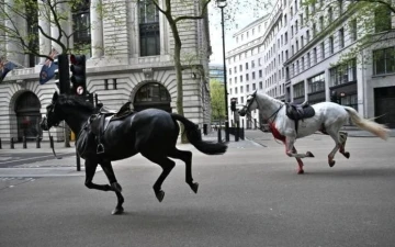 Londra’da kaçan Kraliyet atları ortalığı birbirine kattı: 4 yaralı
