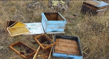Malatya’da  aç kalan ayılar arı kovanlarına saldırdı
