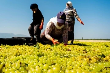Manisa Büyükşehir’den üzüm üreticisine 100 bin sepet desteği
