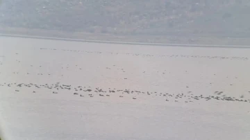 Manisa’da kış ortası su kuşu sayımları yapıldı
