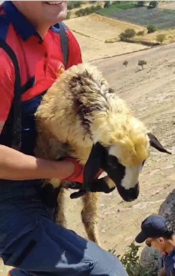 Mardin’de 2 koyun, 3 gün sonra 2 saatlik çalışmayla kurtarıldı

