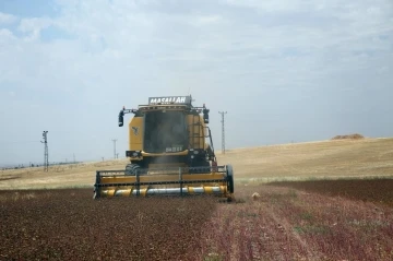 Mardin’de çölyak hastaları için ekilen karabuğdayın hasadı yapıldı
