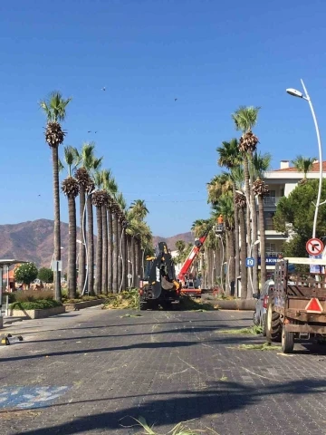 Marmaris’in sembolü palmiyelerin bakımı yapılıyor
