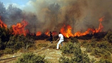 Meksika'da orman yangını sezonu başladı... 9 farklı noktada birden ateş aldı