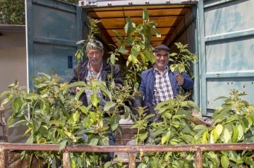 Mersin’de 192 üreticiye 3 bin 865 avokado fidanı ulaştırıldı
