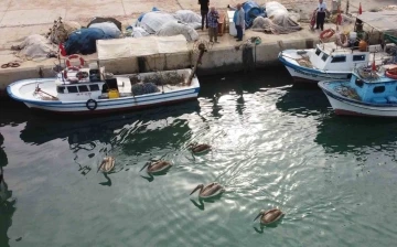 Mersin’de 5 pelikan balıkçı barınağında mola verip balık avladı
