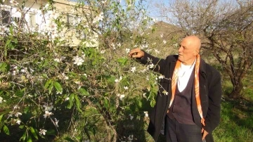 Mersin’de badem ağaçları çiçek açtı
