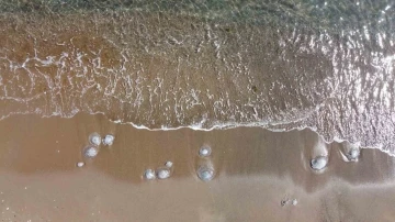 Mersin’de sahiller yeniden denizanası ile doldu
