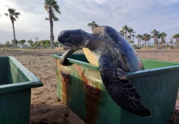 Mersin'de tedavi edilen 2 deniz kaplumbağası denize bırakıldı