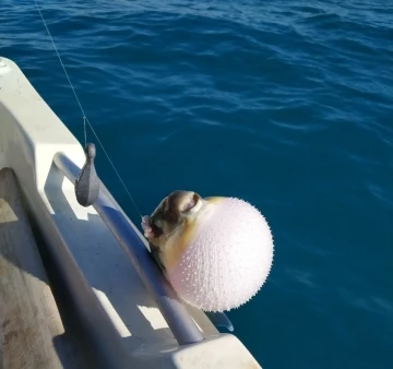 Mersinli balıkçılar ’balon balığı avcılığına yönelik teşvik’ten memnun
