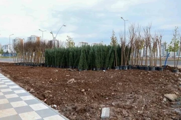 Mezopotamya Yeşil Kuşakta bin 800 ağaç ve 6 bin çalı dikilecek

