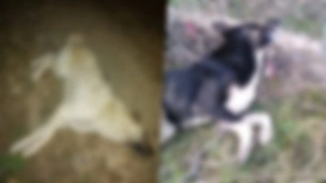 Mudanya'da yine 'zehirlenen' köpekler öldü! Soruşturma başlatıldı