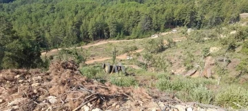 Muğla’da orman kesim alanında iş kazası: 1 ölü
